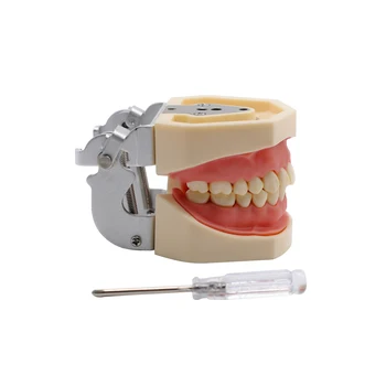 1set Zubné Demonštrácia Štandardné Guma Výučby Model Zubov Vymeniteľné Náhradné