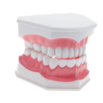 E-commerce hot predaj extrakcii zuba výučby modelu raného vzdelávania štetcov model ústne model zubné model